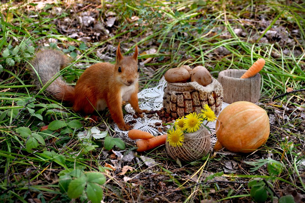 Photograph by Елена Гасенко