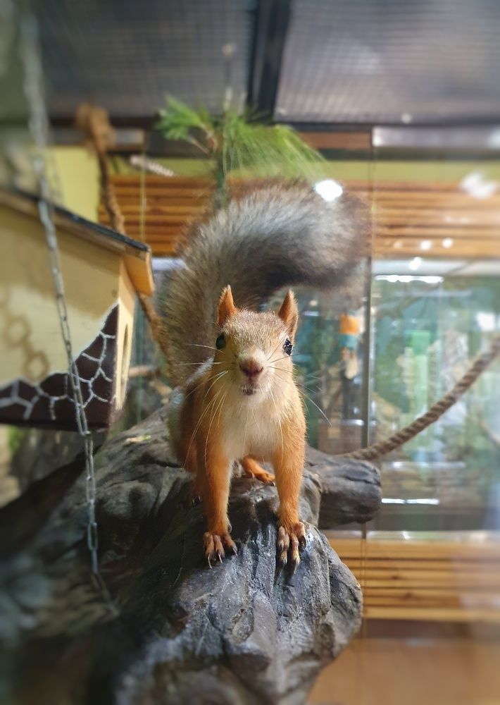 Любопытство