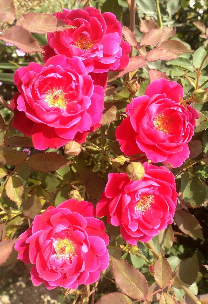 Photograph by shiva singh