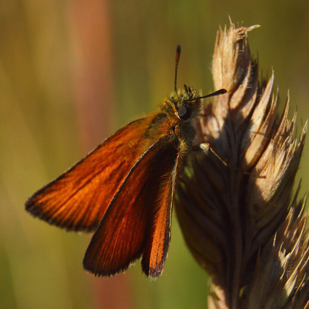 Начало жаркого дня.