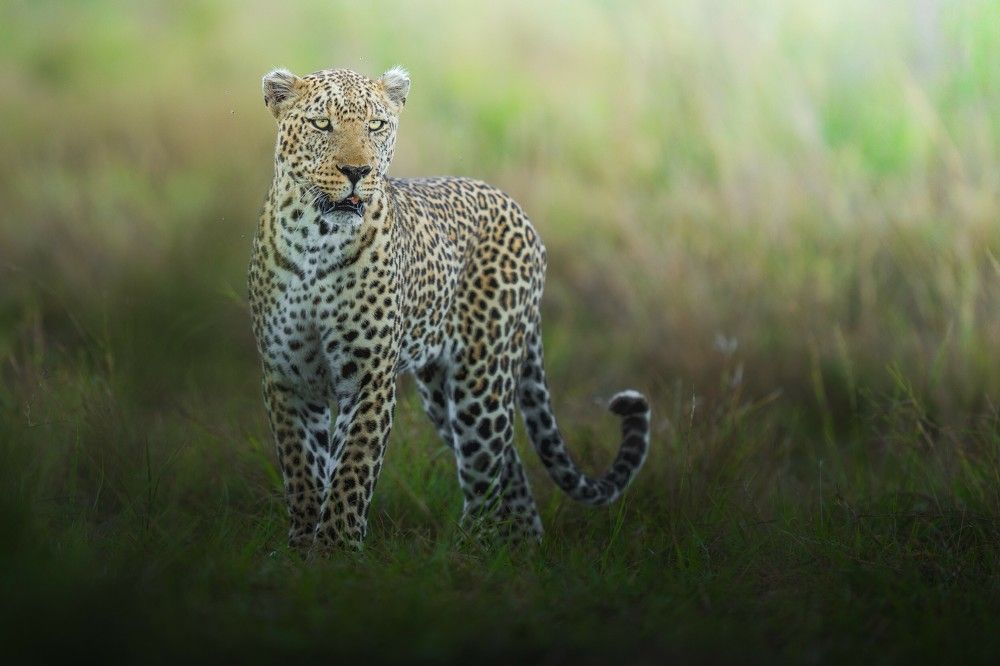 Photograph by Ahmed Sobhi