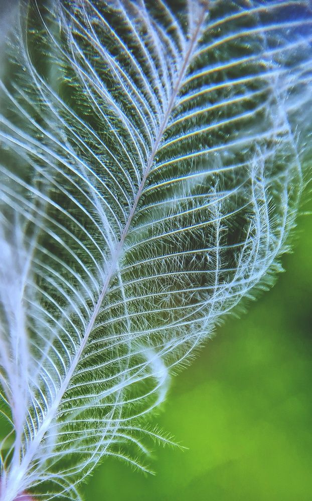 Photograph by Ольга Веселова