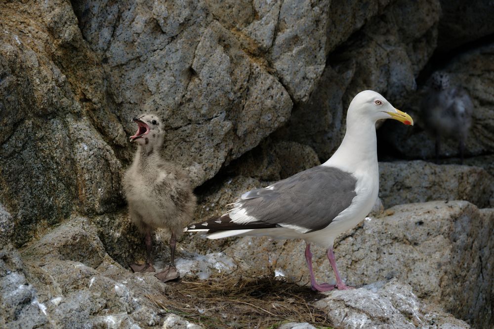 Photograph by Василий Арлашов