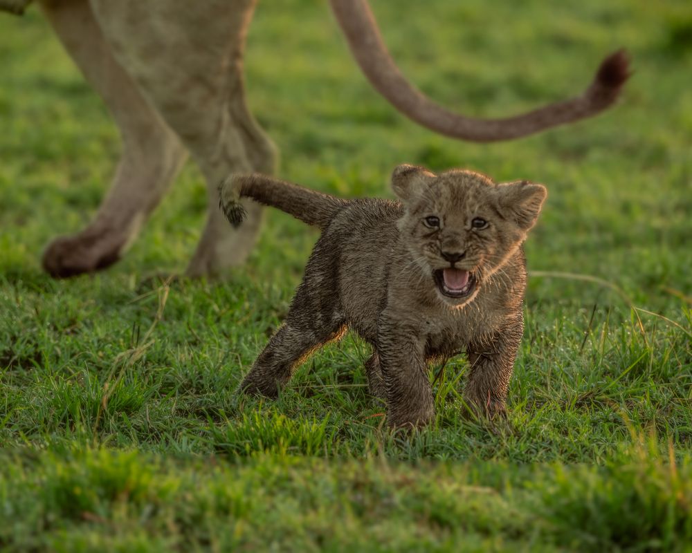 Photograph by Vaisakh U S