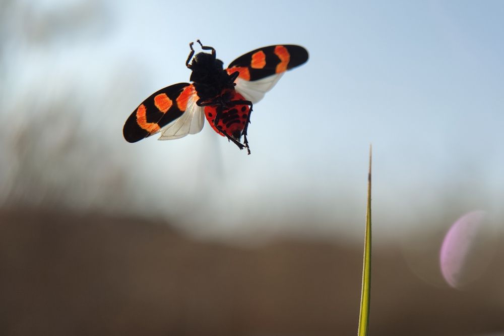 Photograph by FABIO SARTORI