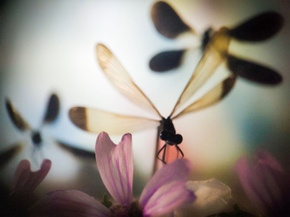 Photograph by FABIO SARTORI