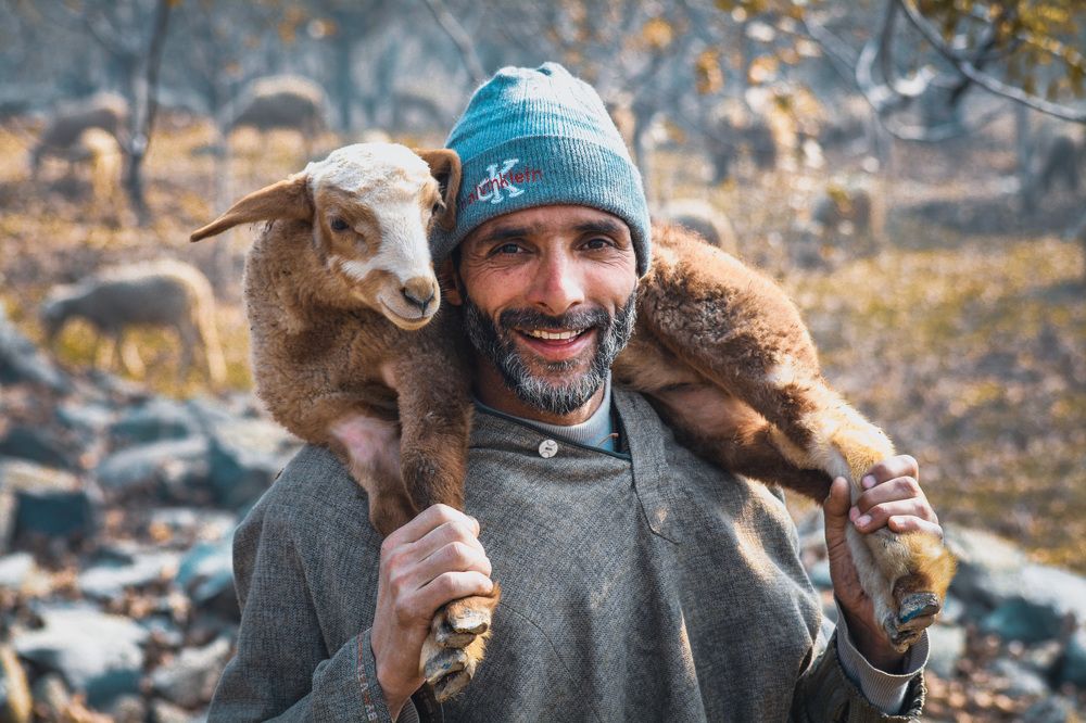 Portrait Of A Smiling Lamb