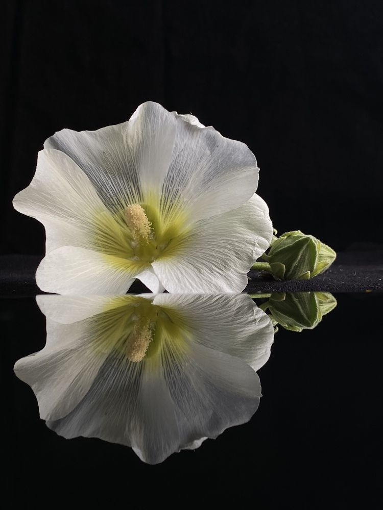 Фотография автора Лариса Гришкевич