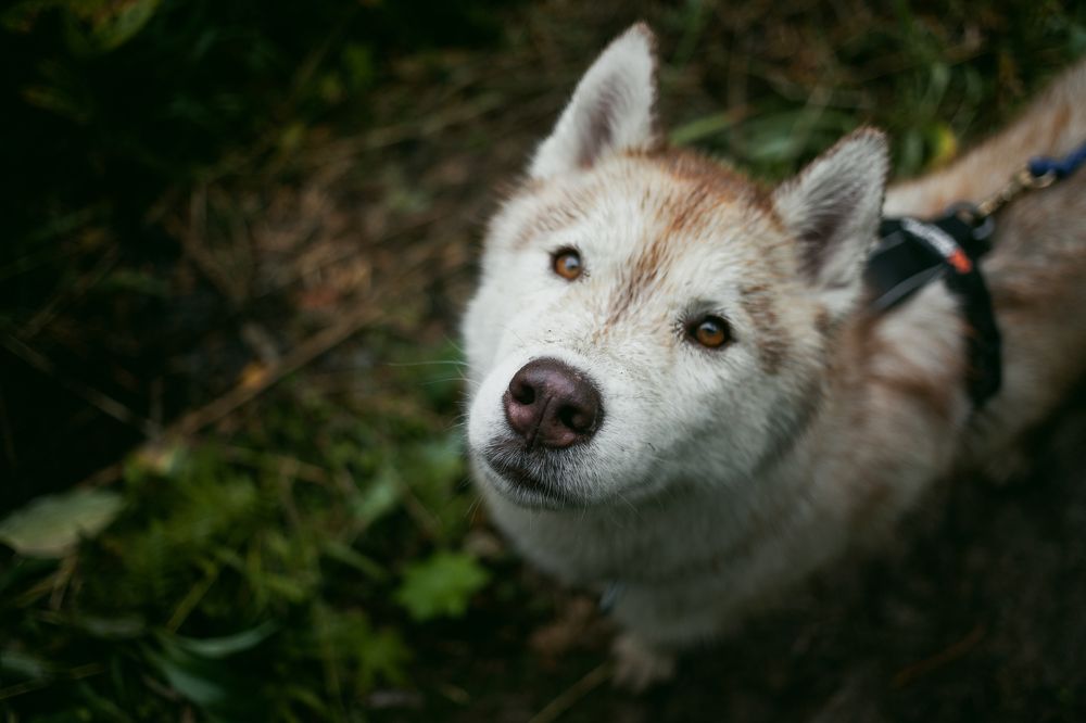 Photograph by Алина Перескокова
