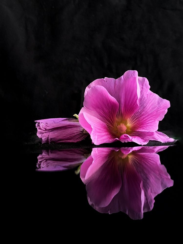 Фотография автора Лариса Гришкевич