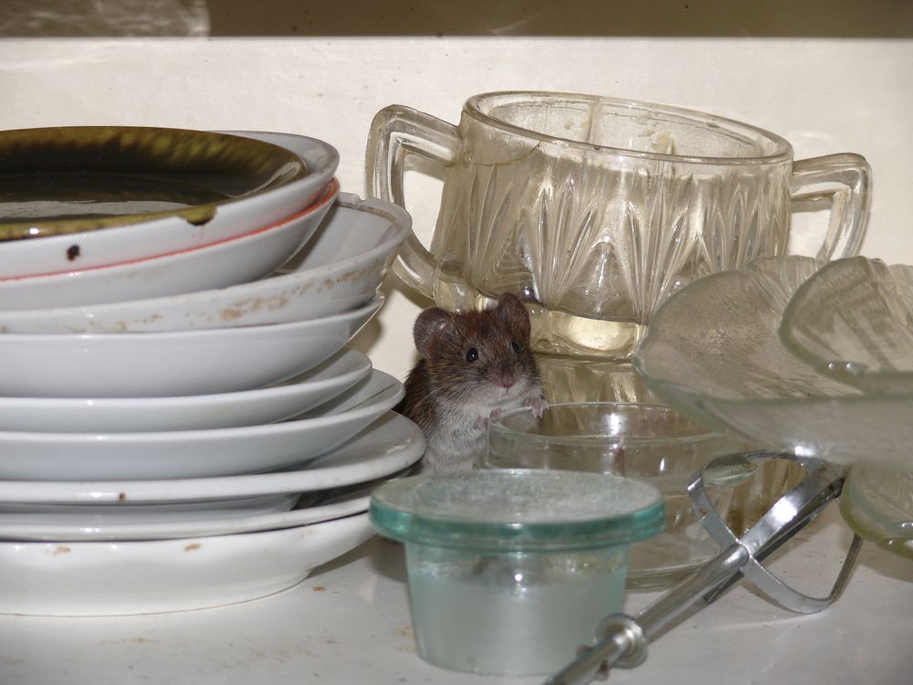 Фотография автора Анастасия Зверева