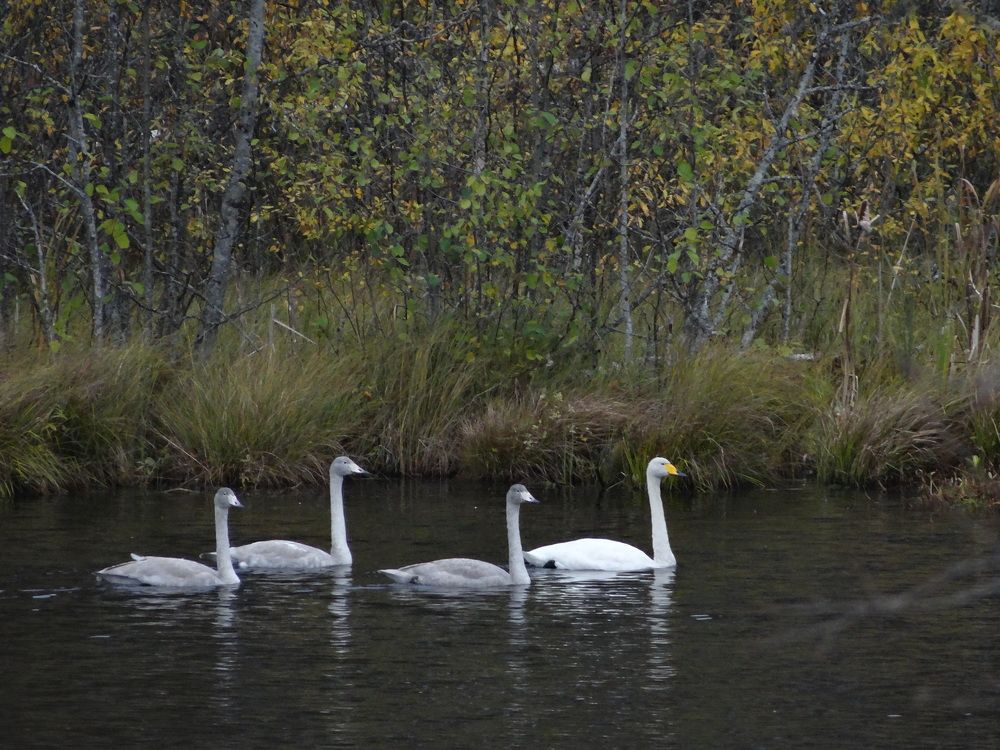 Фотография автора Анастасия Зверева