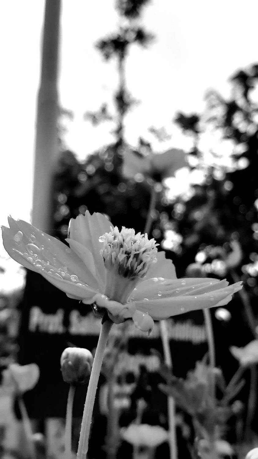 flower black and white