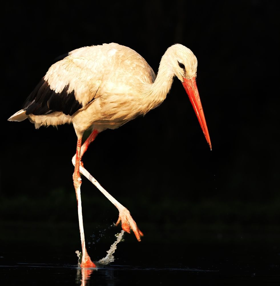 Photograph by Chris Brain