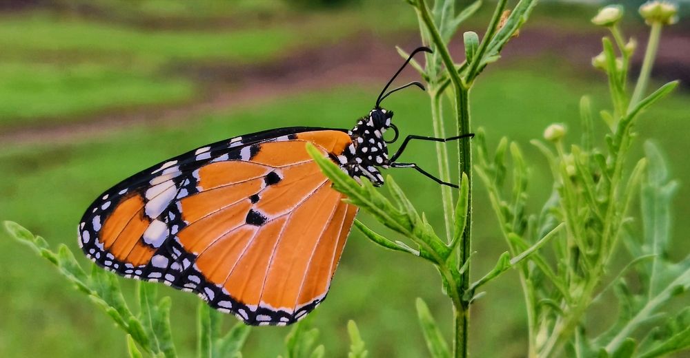 Photograph by CHHOTU DHIBAR