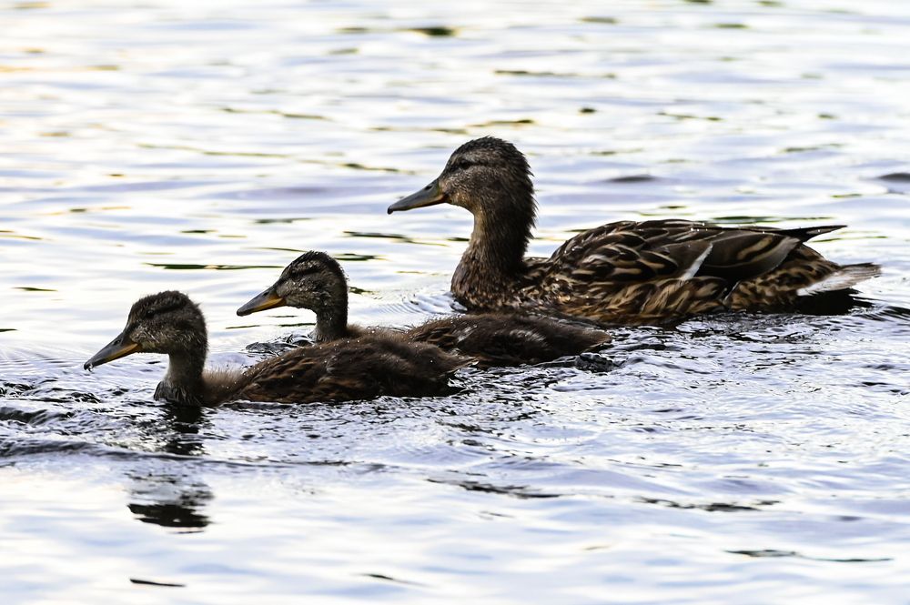 Photograph by Голубев Антон