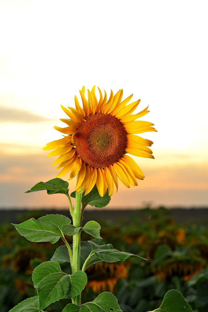 Photograph by Алексей Козлов