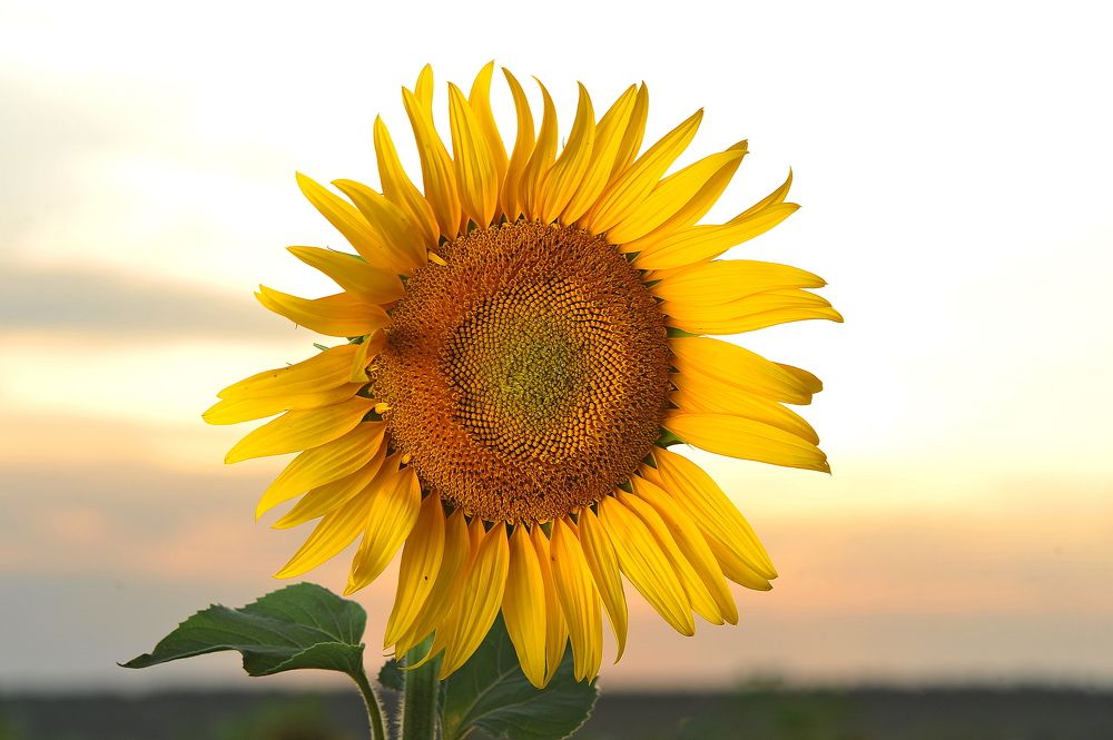 Photograph by Алексей Козлов