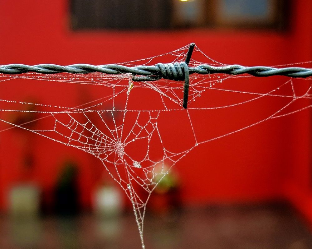 Photograph by Viviana García