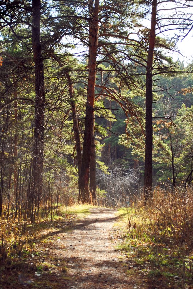 Сосновый бор