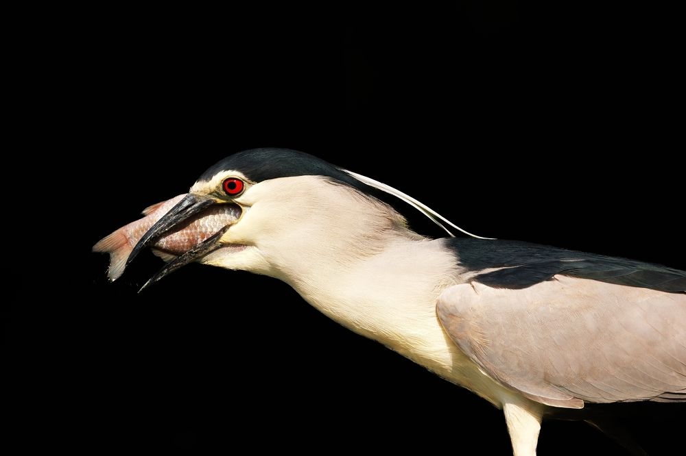 Photograph by Chris Brain