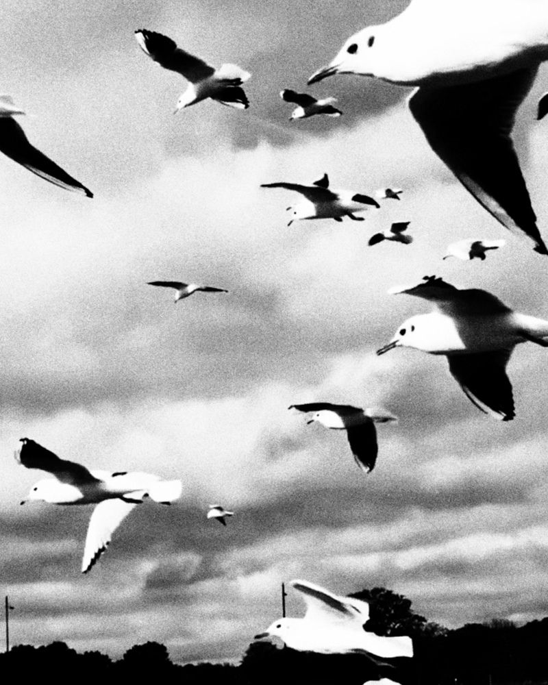 Photograph by Zinaida Sassarini