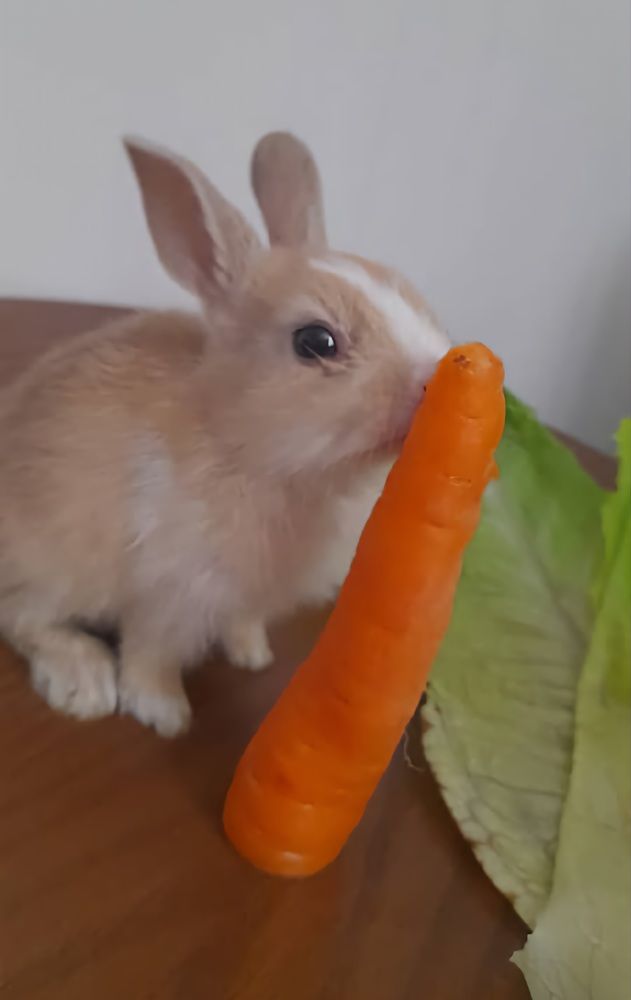 Photograph by Babak Akvan