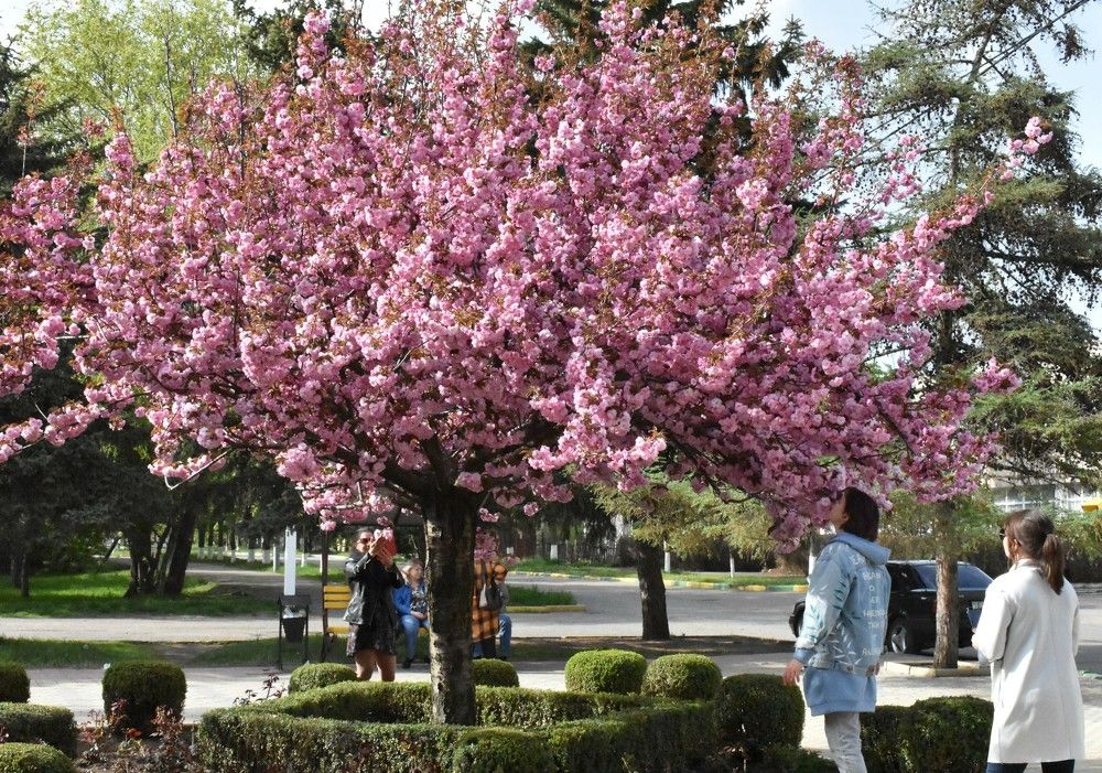 Цветущее дерево