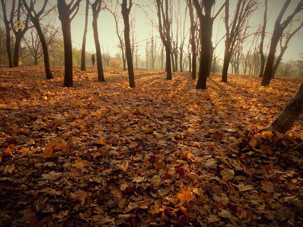 Photograph by Дмитрий Соколов