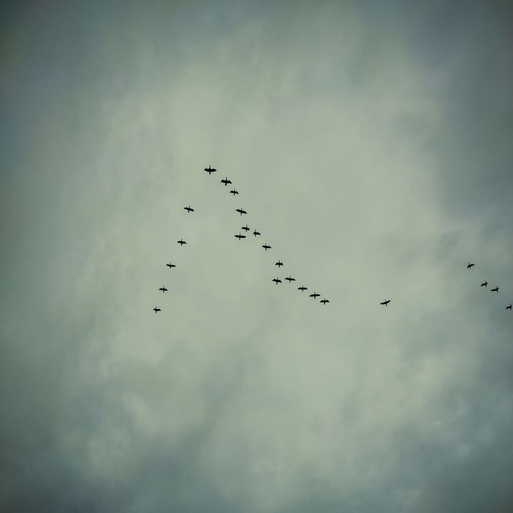 Birds in the sky.