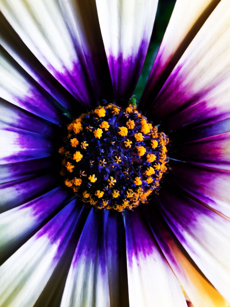 Photograph by Dimitrios Papadopoulos