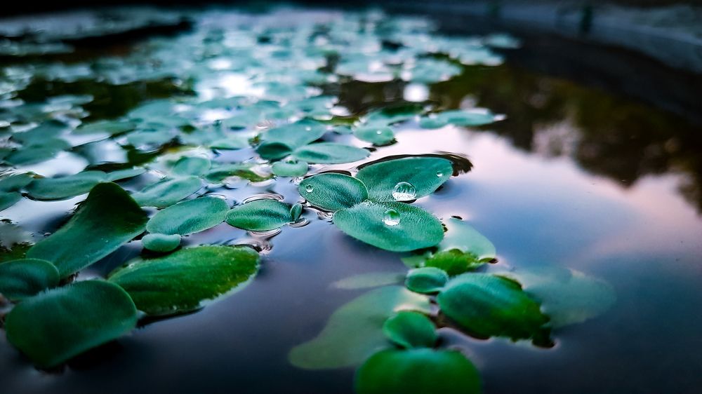 Mobie photography