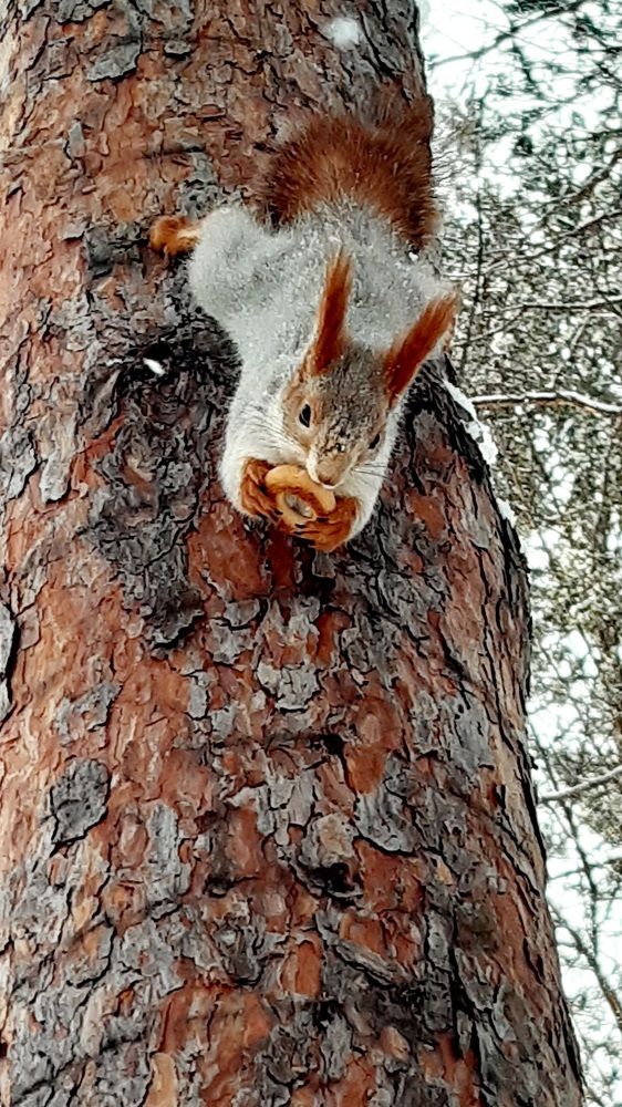 МОБИЛЬНОЕ ФОТО..