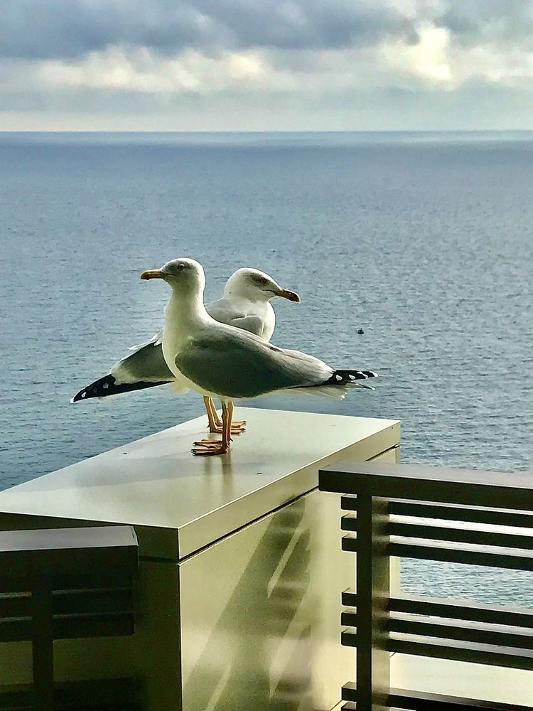 Противоположенные взгляды