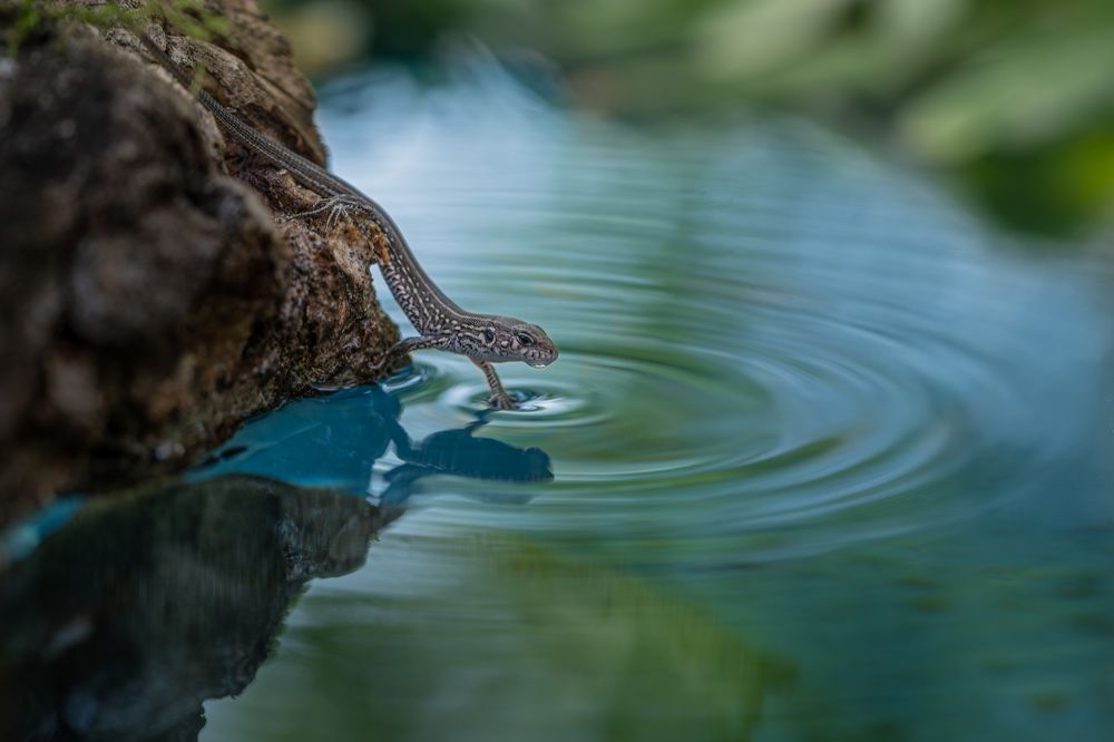Холодная водица