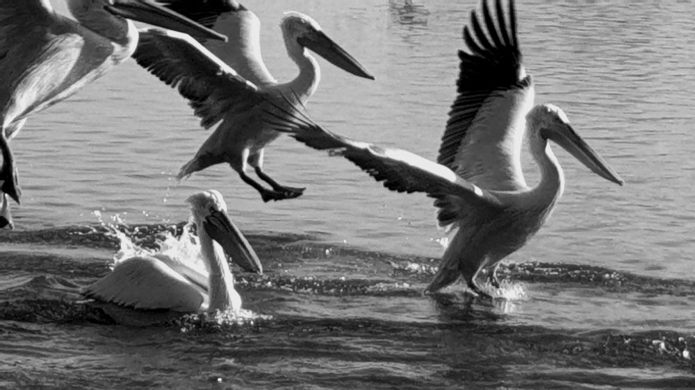 Photograph by Viktorova