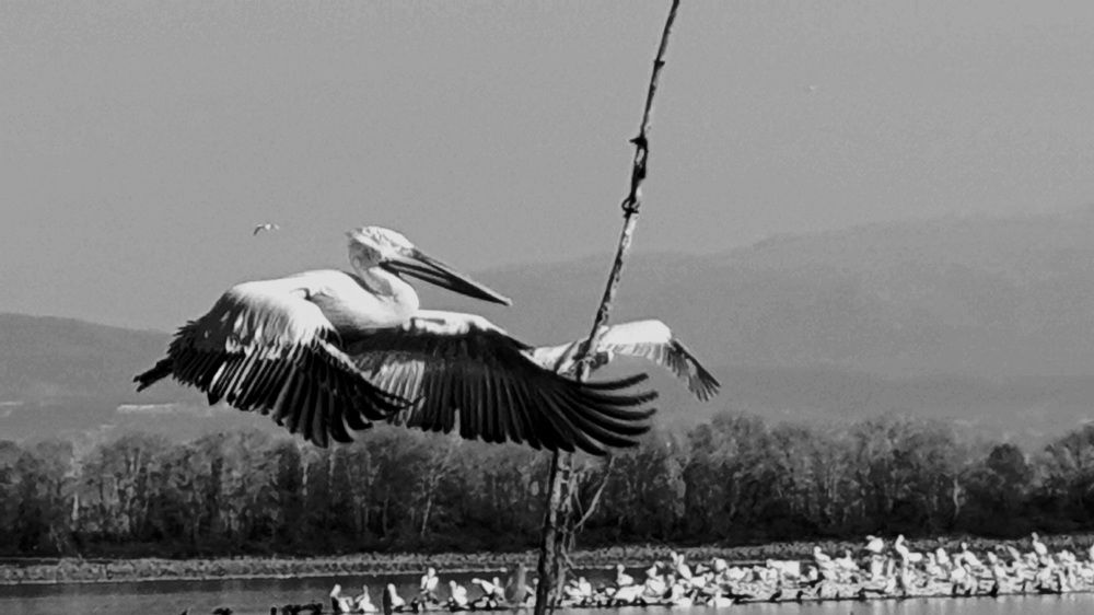 Photograph by Viktorova