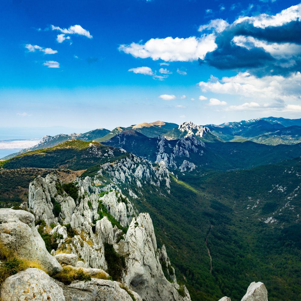 Dabarski kukovi (Beaver hips)