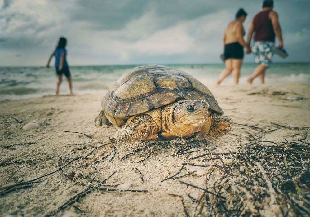 Photograph by Sadoc Romero