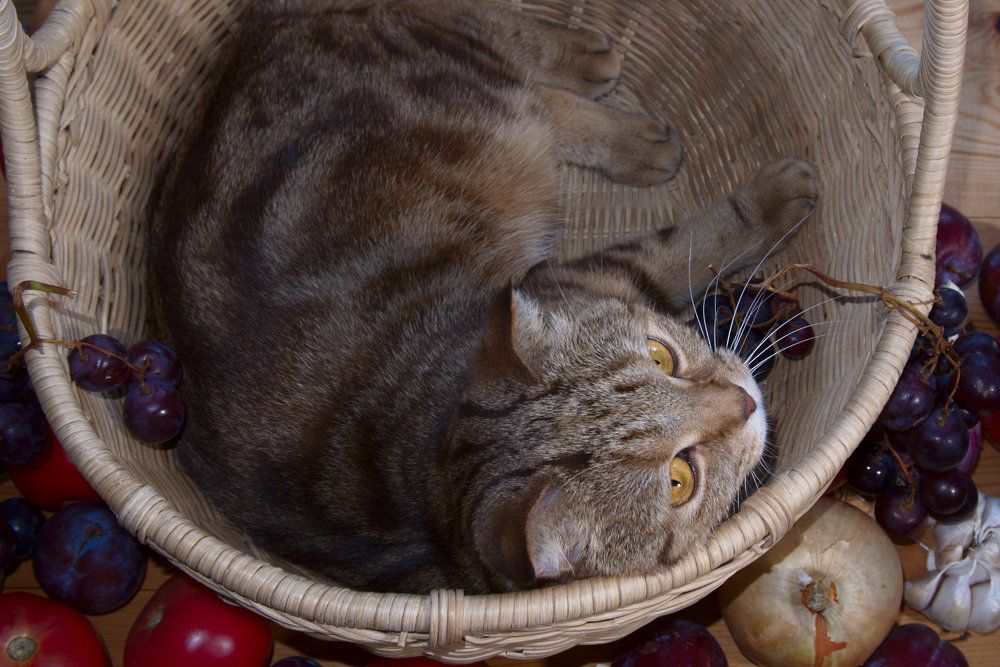 Кошка Ася в корзине для фруктов / Cat Asya in a fruit basket
