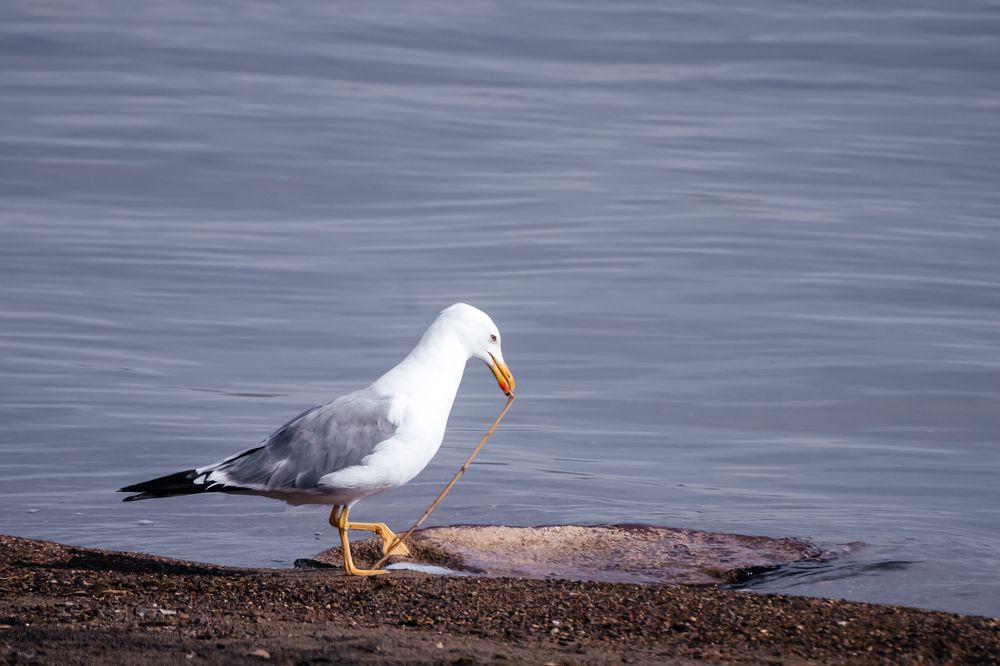 Прогулки по пляжу