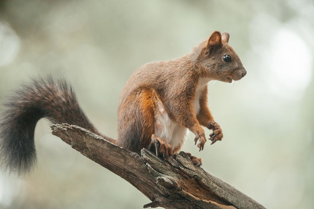 В Красноярском лесу