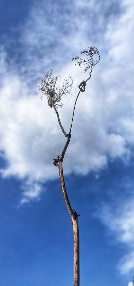 Into the sky