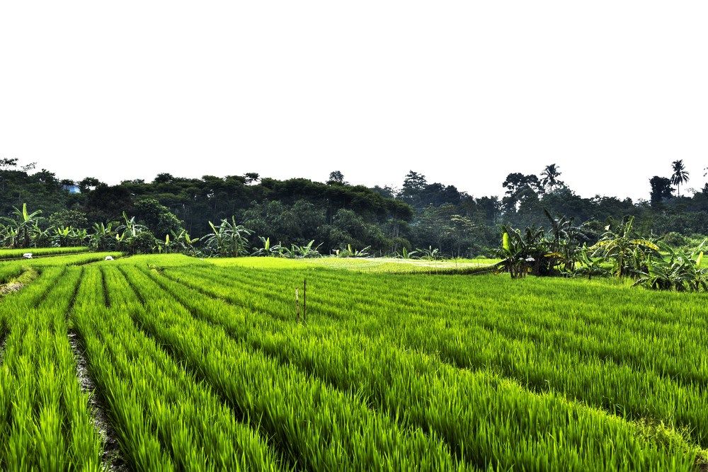 Photograph by Pujo Cahyono