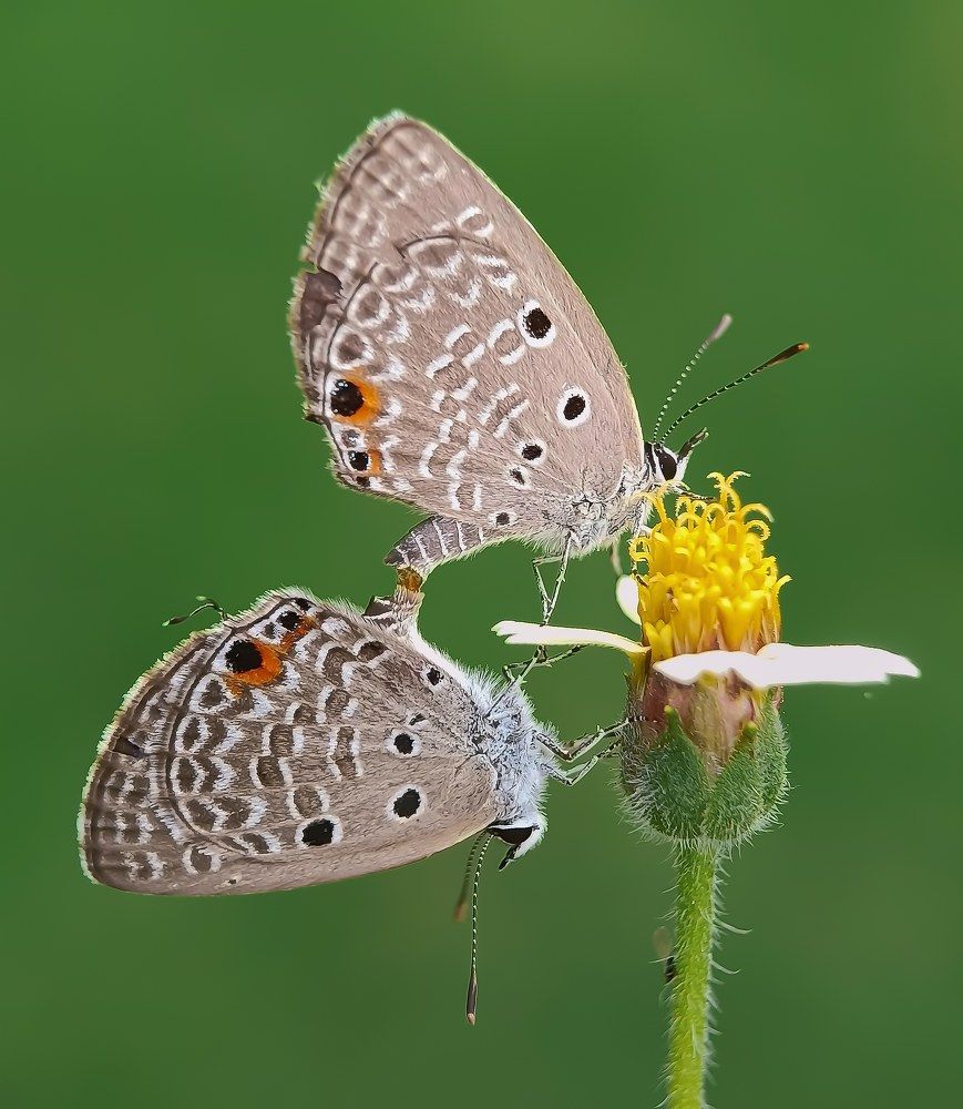 LOVE PAIR