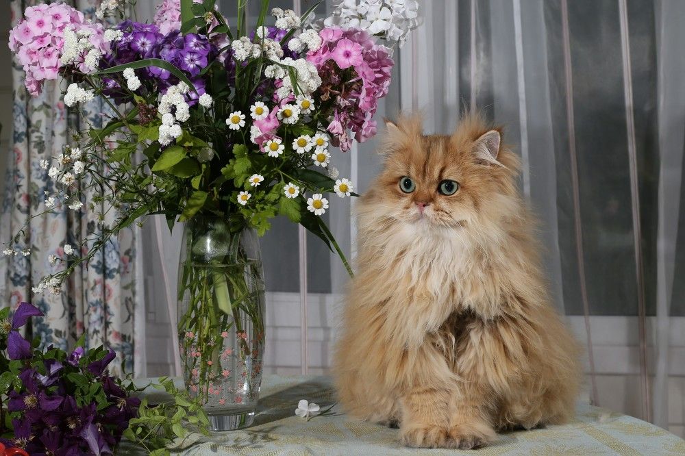 Крис на даче