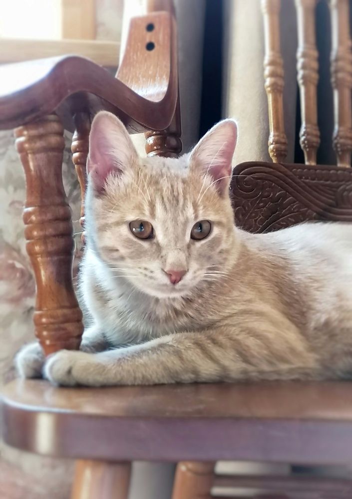 Повелитель сердца