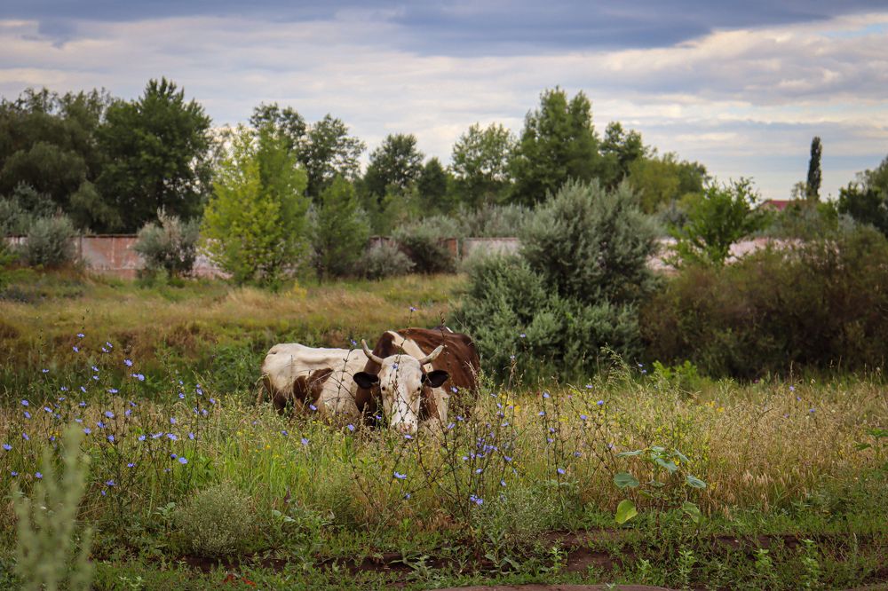 Фотография автора Юлия Гантимурова