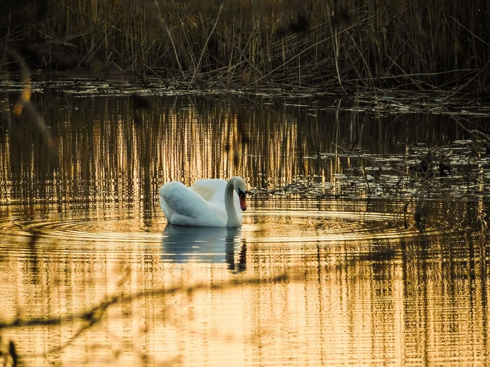 Photograph by Юлия Закопайло