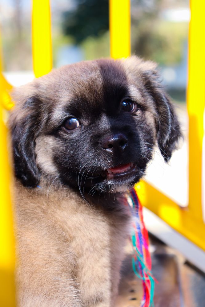 Photograph by mehdi shokravi